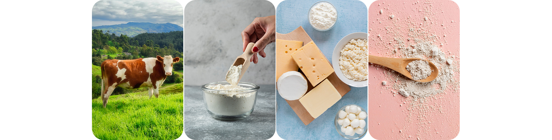 Dairy-&-Bakery-Ingredient